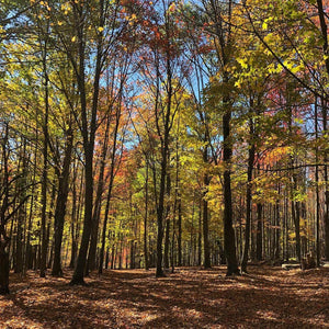 Forest of Fall changing leaves