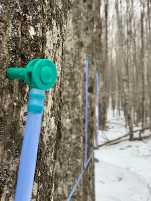 Maple Spout in a tree
