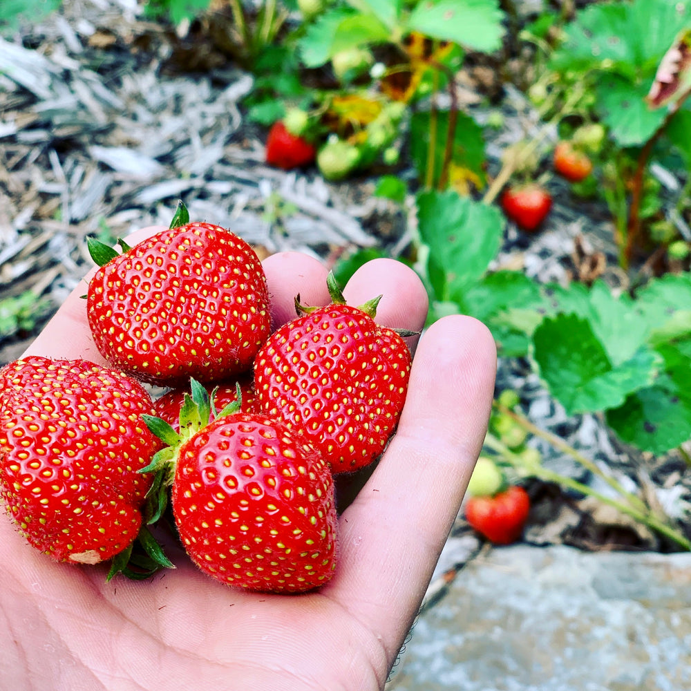 Strawberries